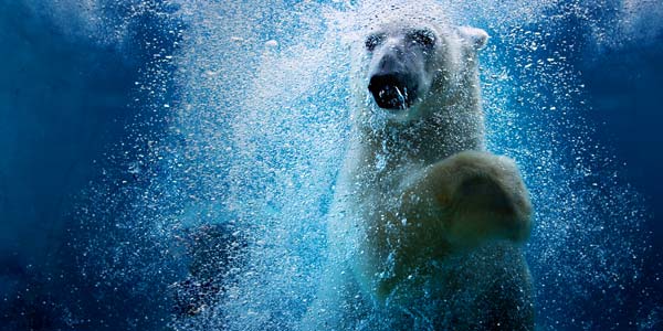 Nora the polar bear under the water at Utah’s Hogle Zoo