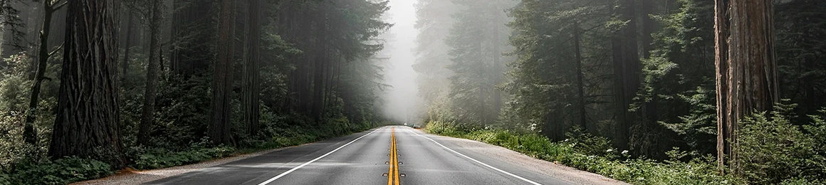 Deserted highway through the forest